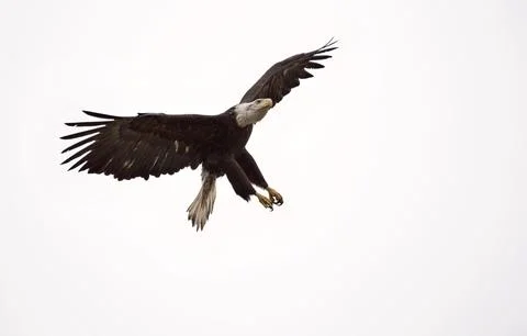 Bald Eagle British Columbia in flight 스톡 사진