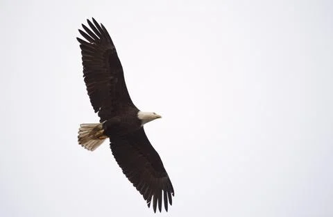 Bald Eagle British Columbia in flight 스톡 사진