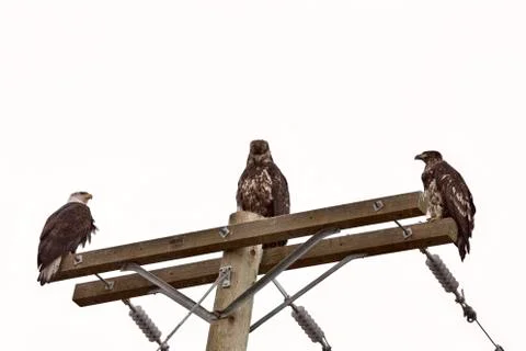 Bald Eagle British Columbia Stock Photos