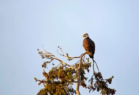 Bald Eagle British Columbia Stock Photos