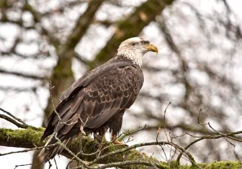 Bald Eagle British Columbia Stock Photos