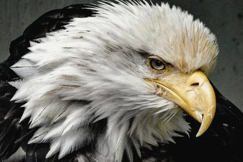 A bald eagle with a broken beak that is slowly recovering. Foto stock