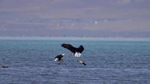 Bald Eagle bullying another bird at Utah Lake Stock Footage 327626470