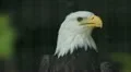 Bald eagle in cage. HD Footage