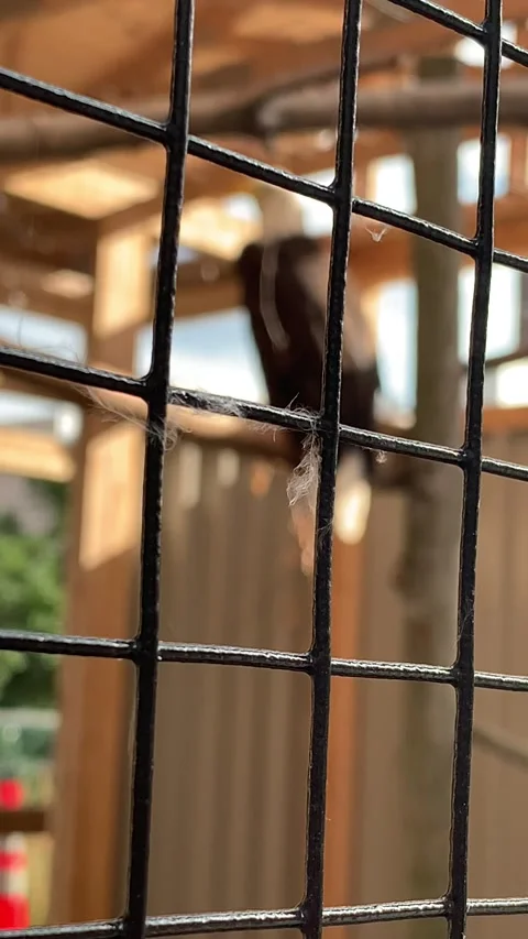 Bald Eagle in a Cage Stock Footage 162829528