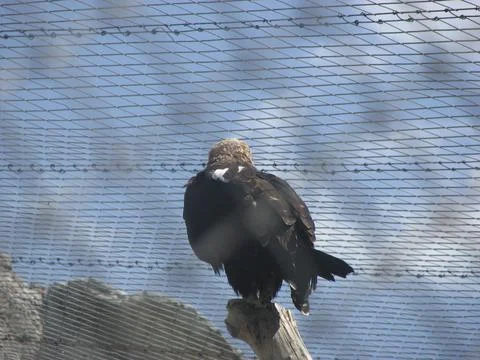 Bald Eagle in a cage at the zoo. Bird watching. Stock Photos
