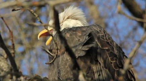 Bald Eagle Call (close-up) Video stock 954317