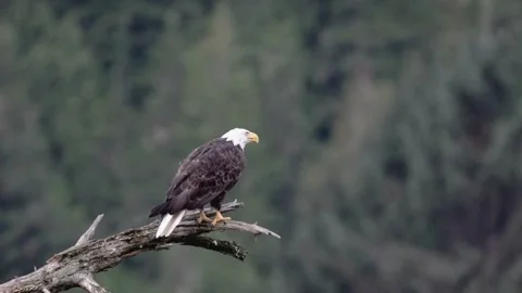 Bald Eagle Call Stock Footage 281145857