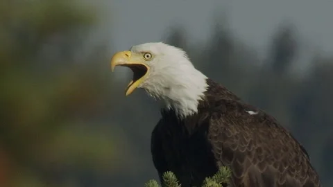 Bald eagle calling, close up showing heat waves coming off bird's head, slo.. Stock Footage 280800572