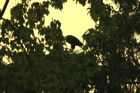 Bald Eagle Calling, Flies Away Stock Footage 10789805