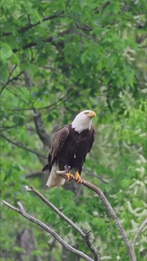 Bald eagle calling while perched on tree Video stock 341652733