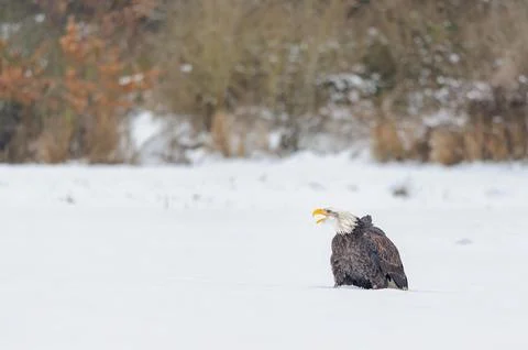 Bald Eagle Calling While Perched on a Snowy Field in a Winter Riverbank Fotos Stock