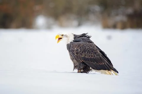 Bald Eagle Calling While Standing on Snowy Field During Winter Wildlife Close-Up Stock Photos