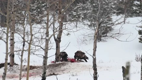 Bald eagle in the Canadian wilderness Видео 150747953