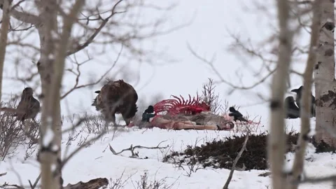 Bald eagle in the Canadian wilderness Stock Footage 150747985