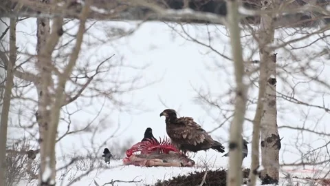 Bald eagle in the Canadian wilderness Stock Footage 150748046