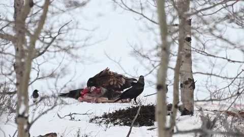 Bald eagle in the Canadian wilderness Видео 150748112