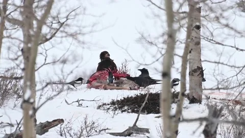Bald eagle in the Canadian wilderness 動画素材 150748190
