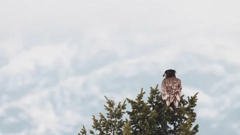 Bald eagle in the Canadian wilderness 動画素材 150748304