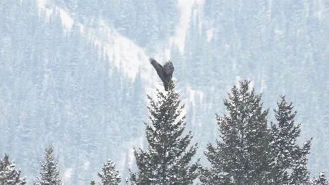 Bald eagle in the Canadian wilderness Stock Footage 150748313