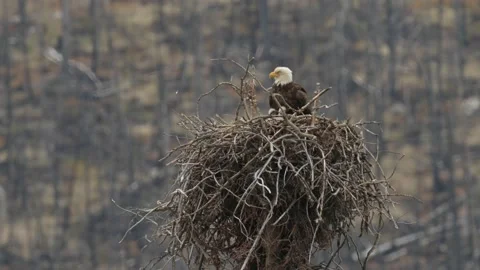 Bald eagle in the Canadian wilderness Stock Footage 150748367