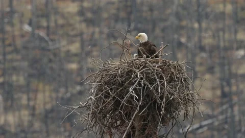 Bald eagle in the Canadian wilderness Stock Footage 150748394