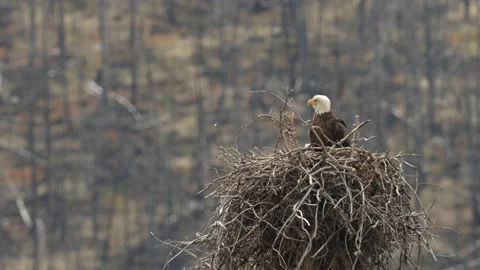 Bald eagle in the Canadian wilderness Video stock 150748412