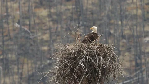 Bald eagle in the Canadian wilderness Stock Footage 150748435