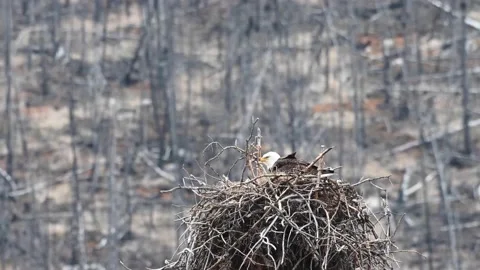 Bald eagle in the Canadian wilderness Stock Footage 150748502