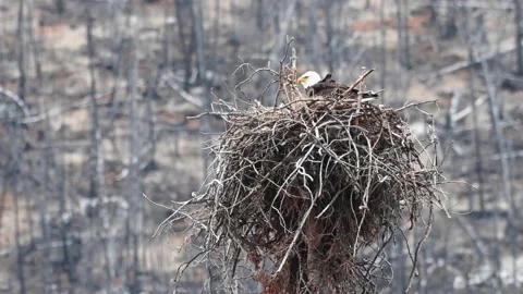 Bald eagle in the Canadian wilderness Stock Footage 150748540