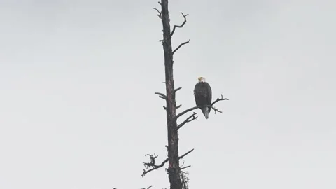 Bald eagle in the Canadian wilderness Stock Footage 150748566