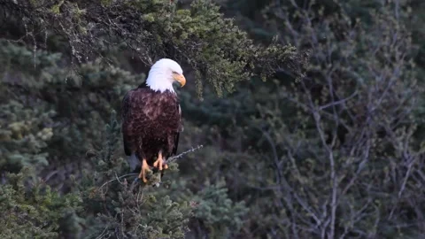 Bald eagle in the Canadian wilderness Видео 150748605