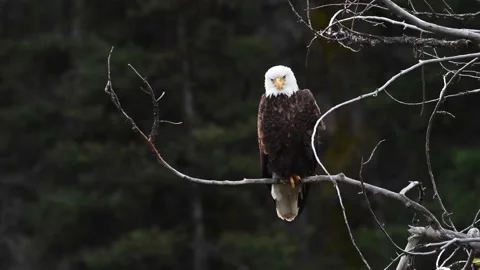 Bald eagle in the Canadian wilderness 스톡 동영상 150748618