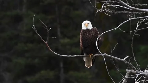 Bald eagle in the Canadian wilderness Stock Footage 150748626