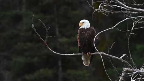 Bald eagle in the Canadian wilderness Stock Footage 150748650