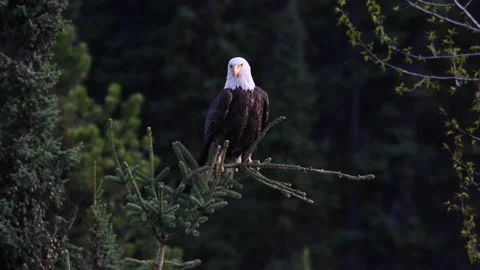 Bald eagle in the Canadian wilderness Stock Footage 150748665