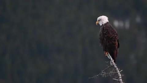 Bald eagle in the Canadian wilderness Stock Footage 150748699