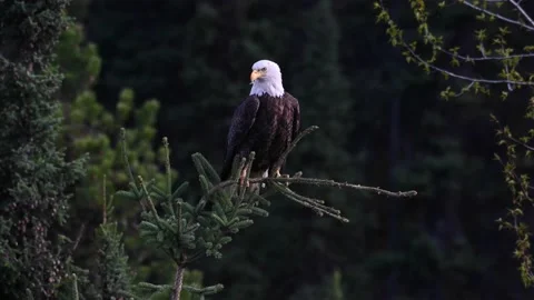 Bald eagle in the Canadian wilderness Stock Footage 150748729
