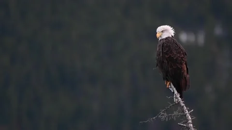 Bald eagle in the Canadian wilderness Vídeo Stock 150748768