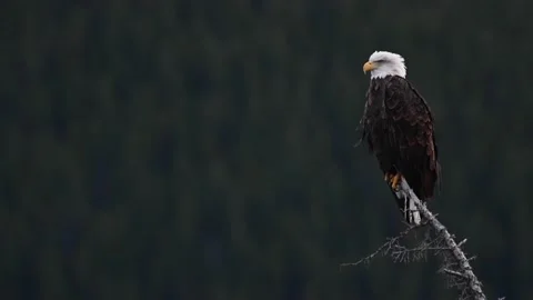 Bald eagle in the Canadian wilderness Stock Footage 150748832