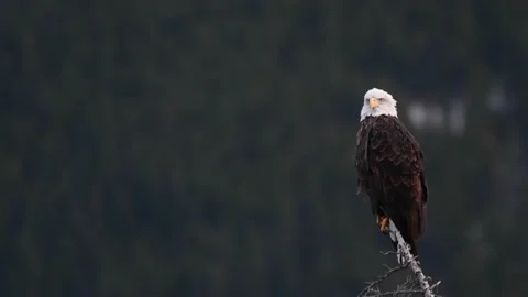 Bald eagle in the Canadian wilderness Stock Footage 150748842