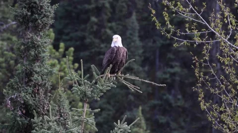 Bald eagle in the Canadian wilderness Stock Footage 150748856