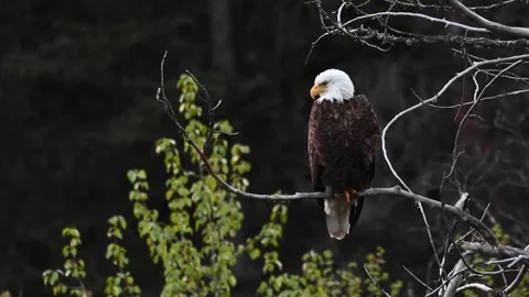 Bald eagle in the Canadian wilderness Vídeo Stock 150748860