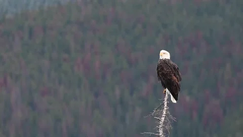 Bald eagle in the Canadian wilderness Vídeo Stock 150748873