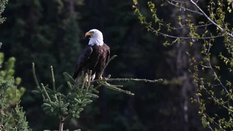 Bald eagle in the Canadian wilderness Video stock 150748882