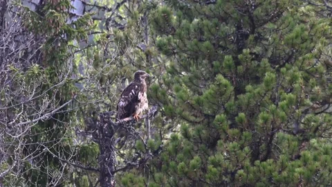 Bald eagle in the Canadian wilderness 스톡 동영상 150748904