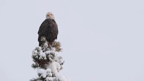 Bald eagle in the Canadian wilderness Stock Footage 150748951