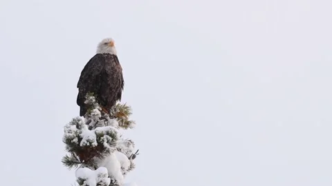 Bald eagle in the Canadian wilderness 動画素材 150748955