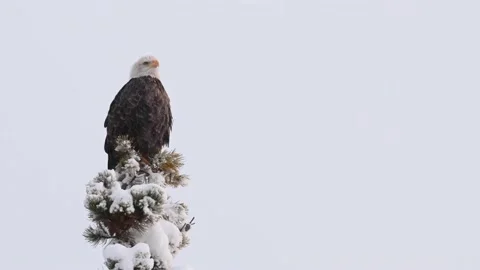 Bald eagle in the Canadian wilderness Stock Footage 150748963