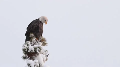Bald eagle in the Canadian wilderness Stock Footage 150748967